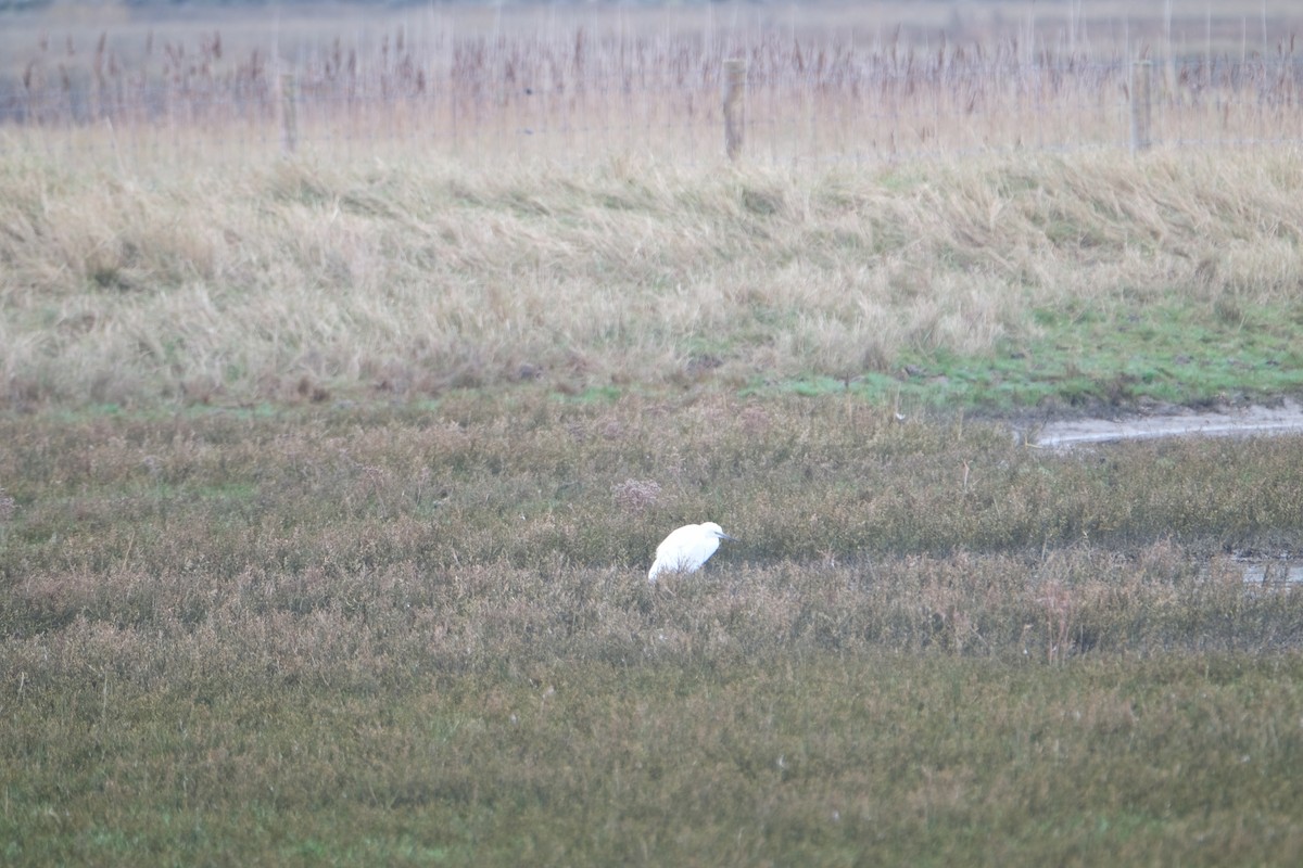 コサギ - ML647817917