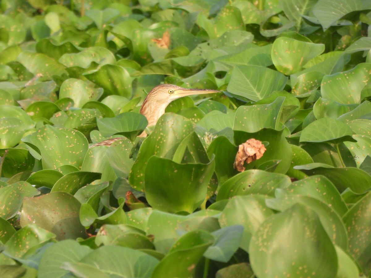 ヨシゴイ - ML647817918