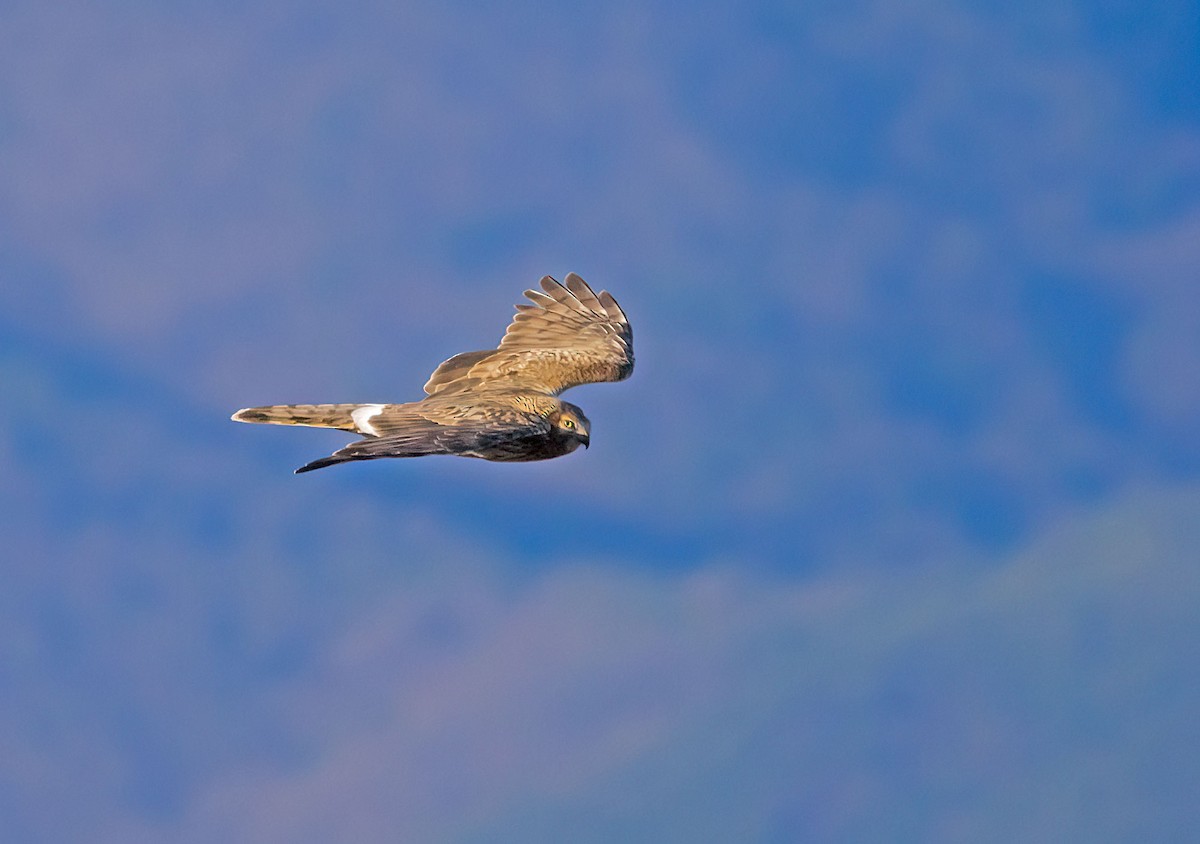 ハイイロチュウヒ - ML647817919