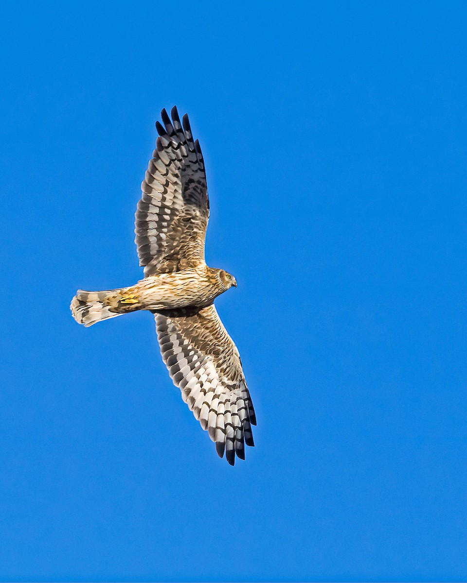 ハイイロチュウヒ - ML647817920