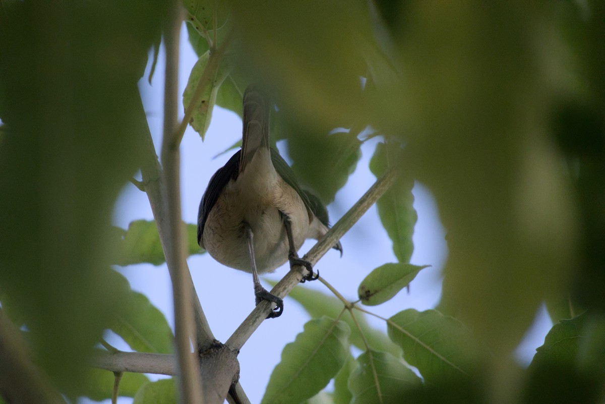 アカモズ - ML647817921