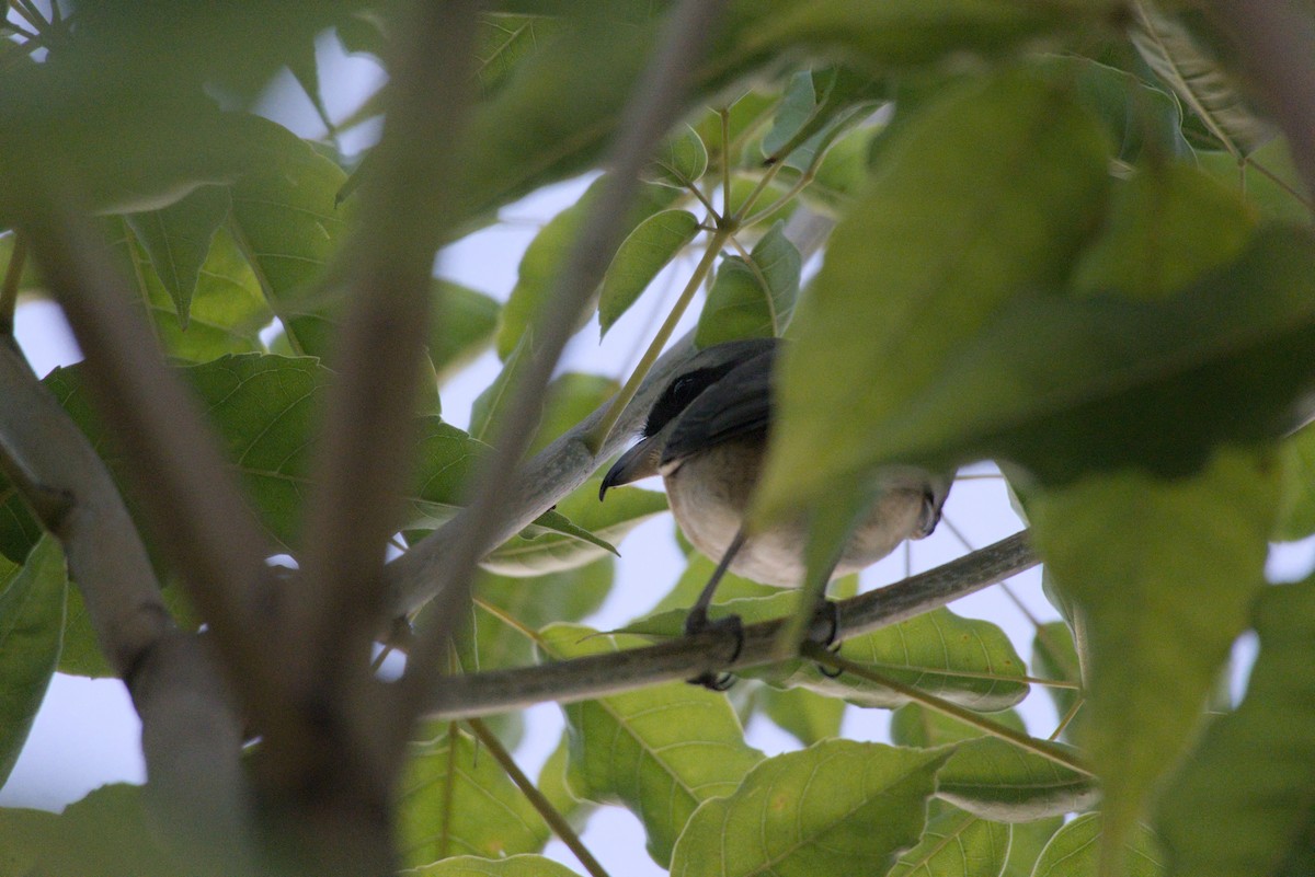 アカモズ - ML647817922