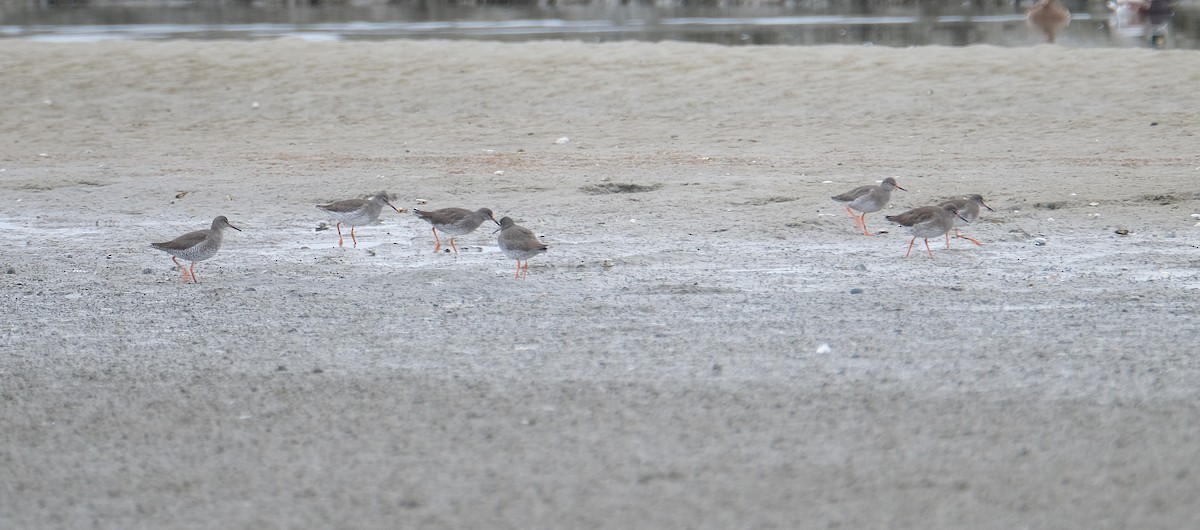 アカアシシギ - ML647817929