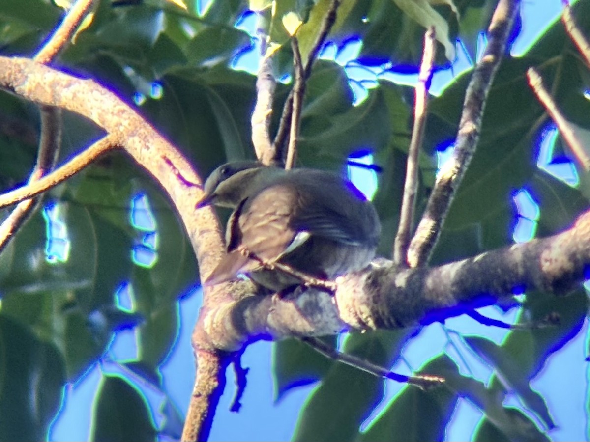 テリアオバト（nigrorum） - ML647817930