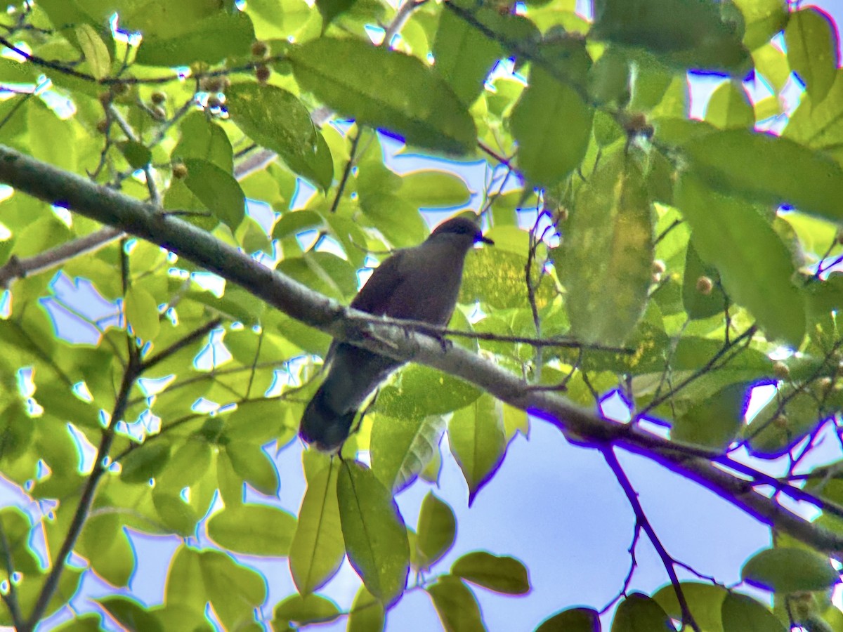 テリアオバト（nigrorum） - ML647817931