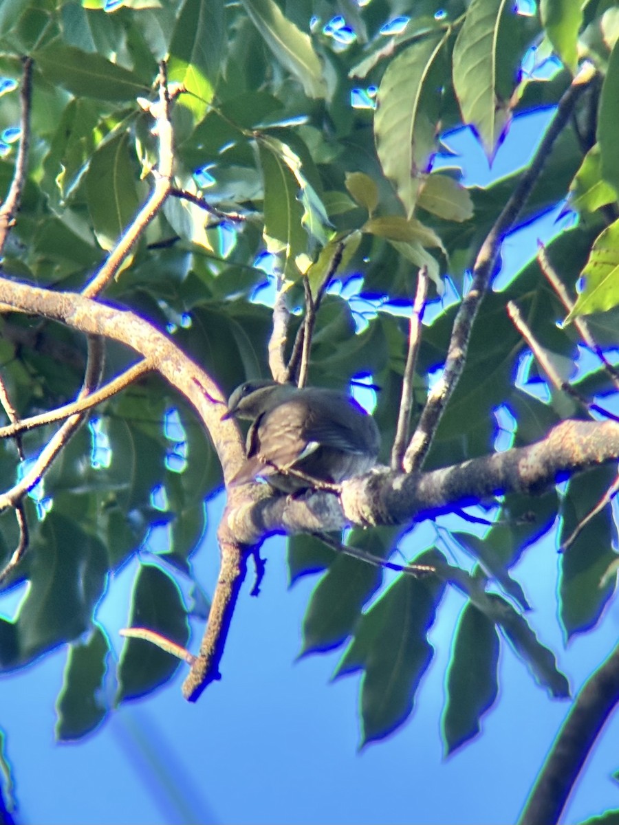 テリアオバト（nigrorum） - ML647817932