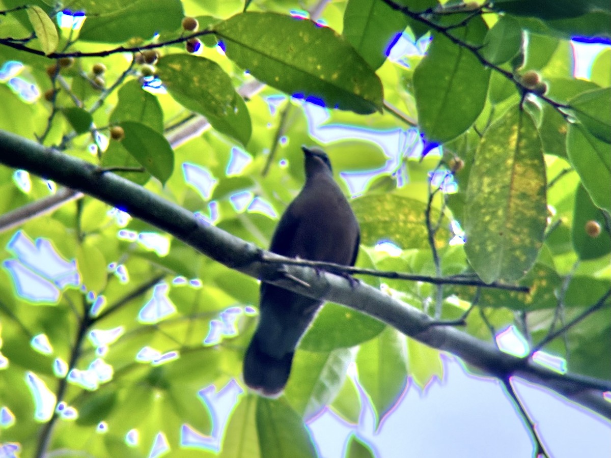 テリアオバト（nigrorum） - ML647817933