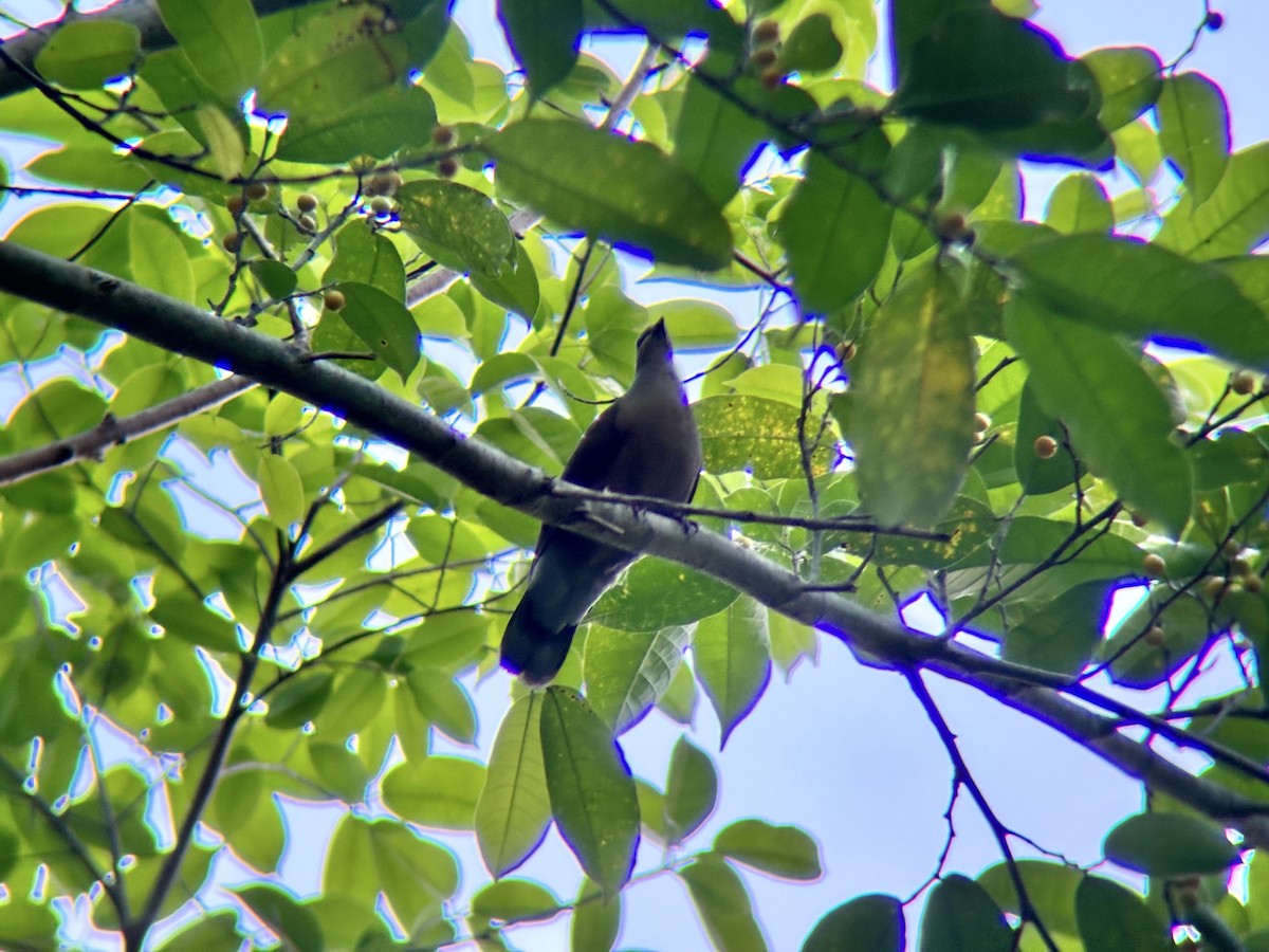 テリアオバト（nigrorum） - ML647817934