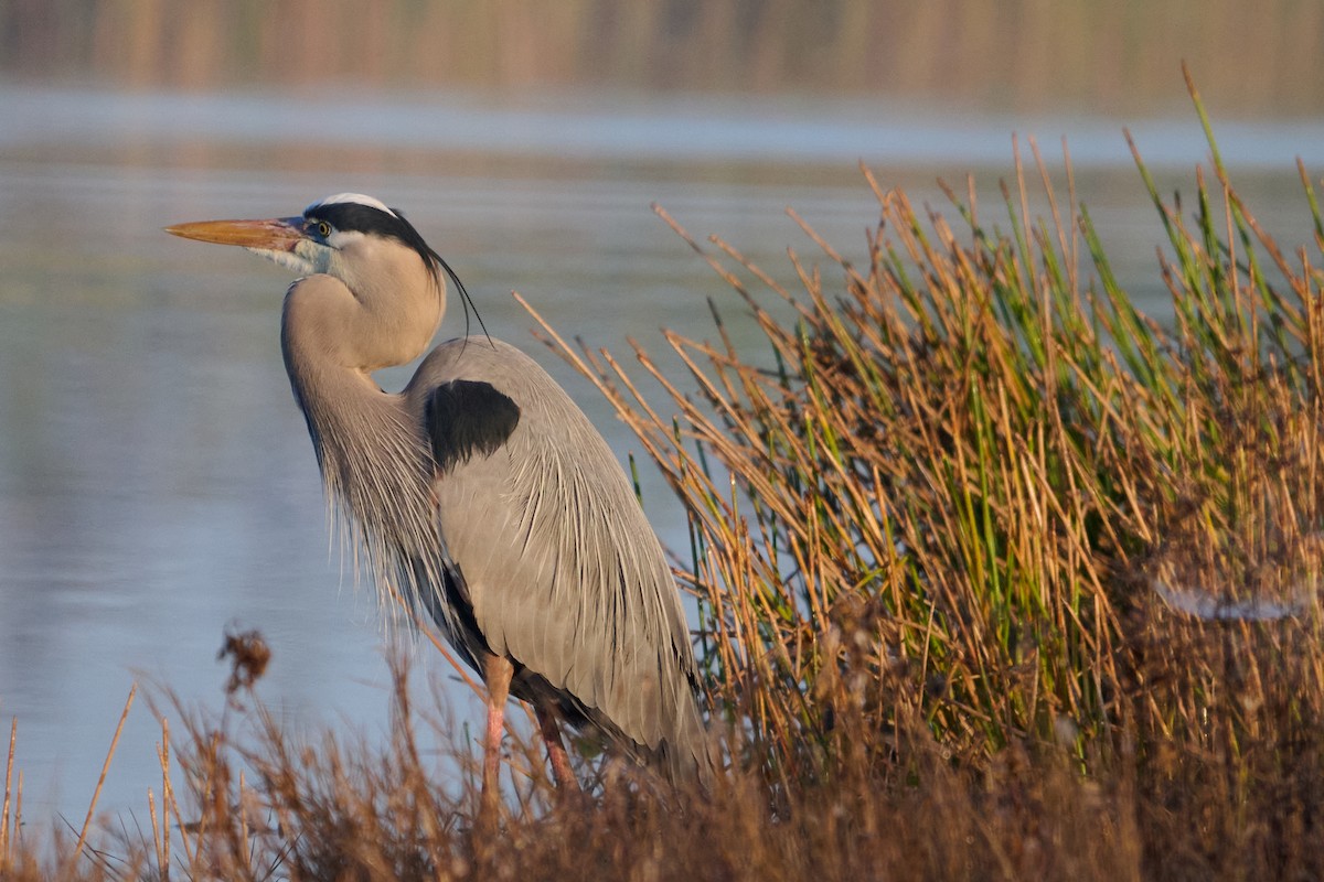 オオアオサギ - ML647817935