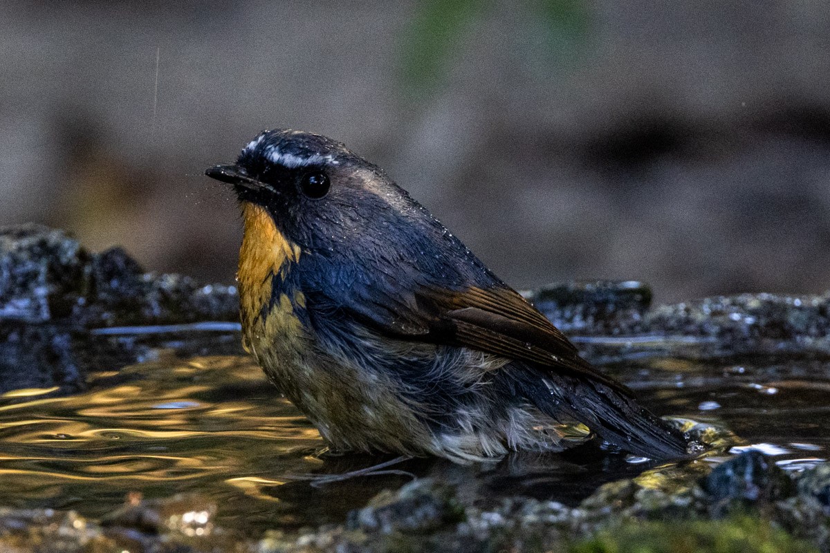 ムネアカヒタキ - ML647817938