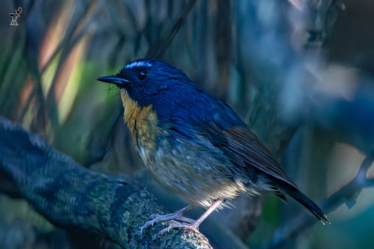 ムネアカヒタキ - ML647817939