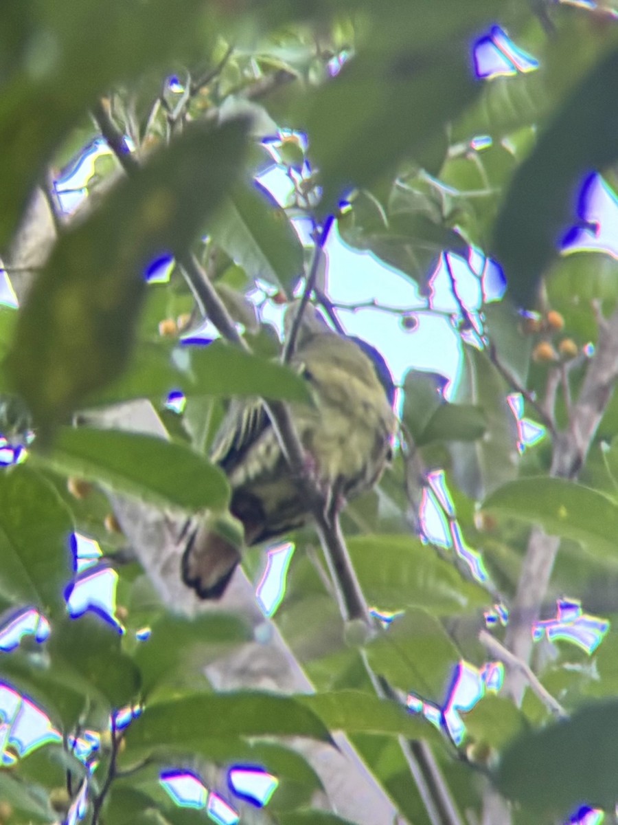 コアオバト - ML647817941