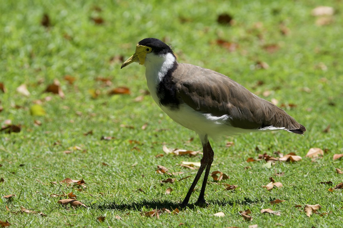 Masked Lapwing (Black-shouldered) - ML647817953