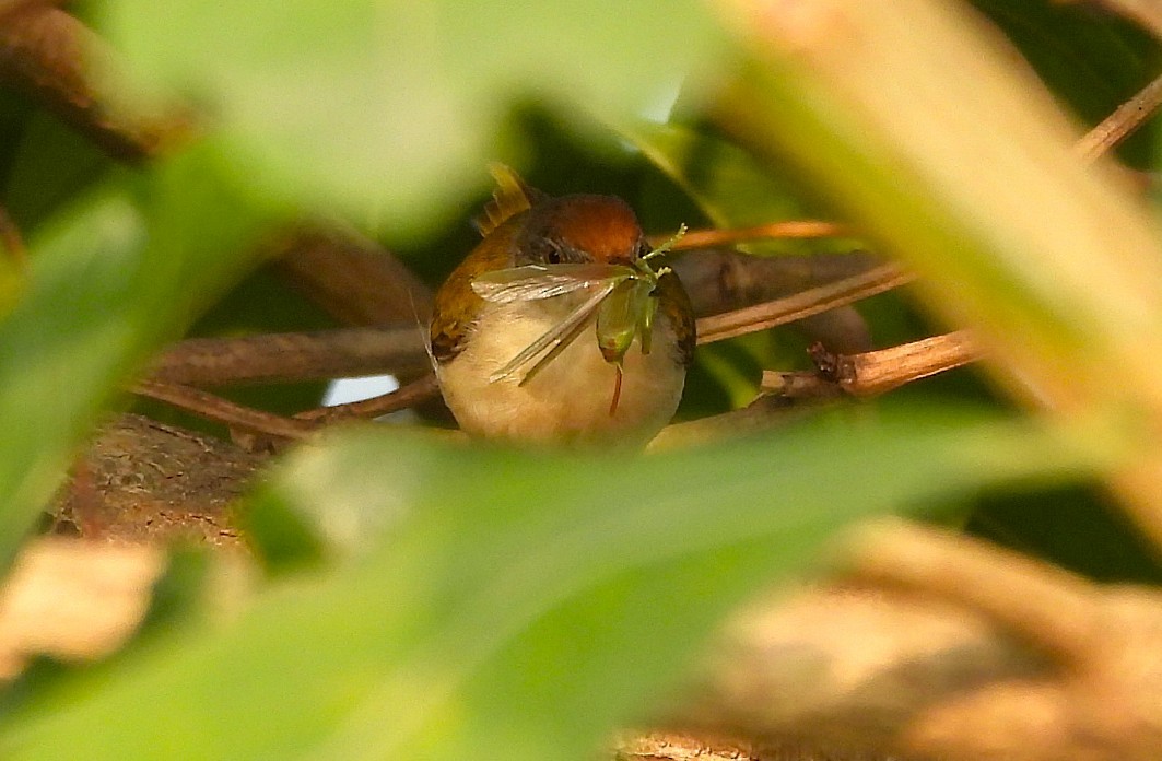 Common Tailorbird - ML647817989