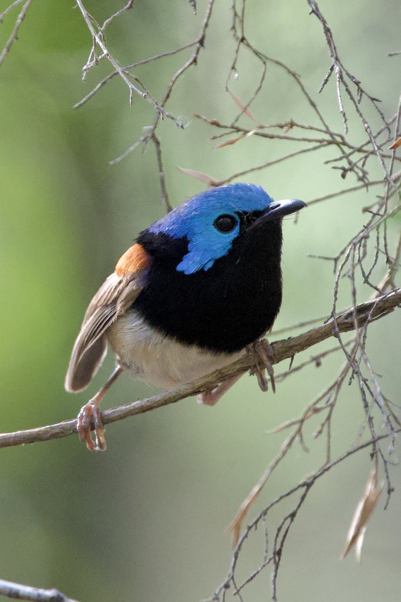 Variegated Fairywren - ML647818000