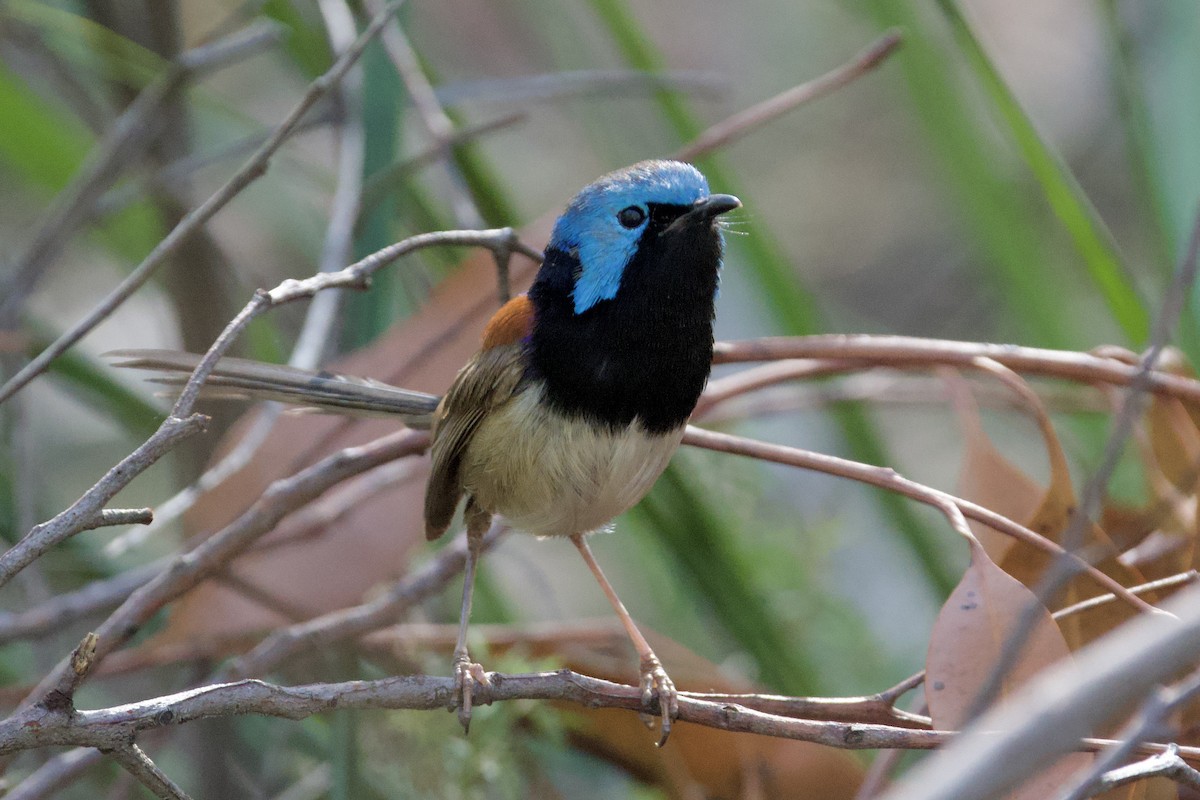 Variegated Fairywren - ML647818001