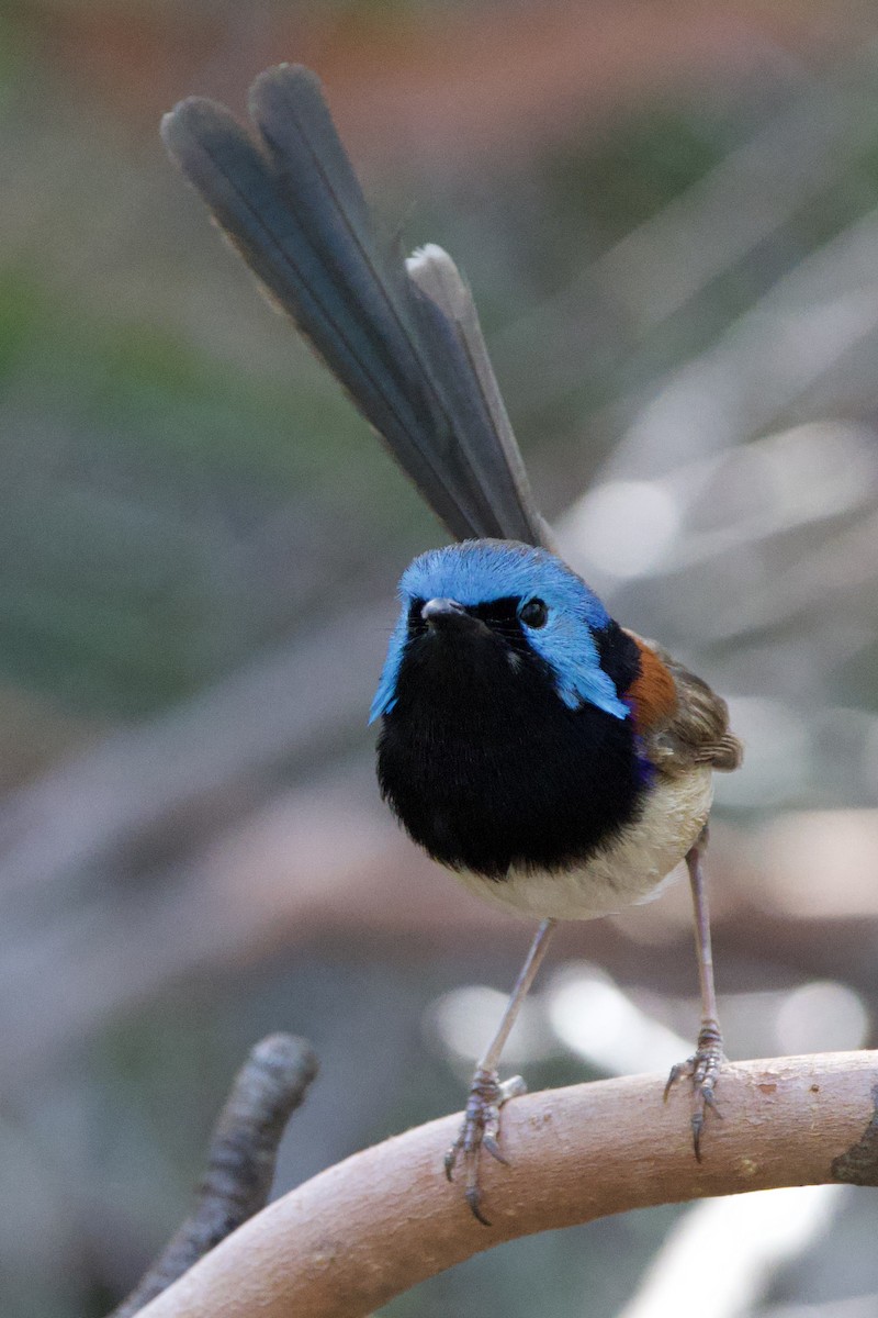 Variegated Fairywren - ML647818002