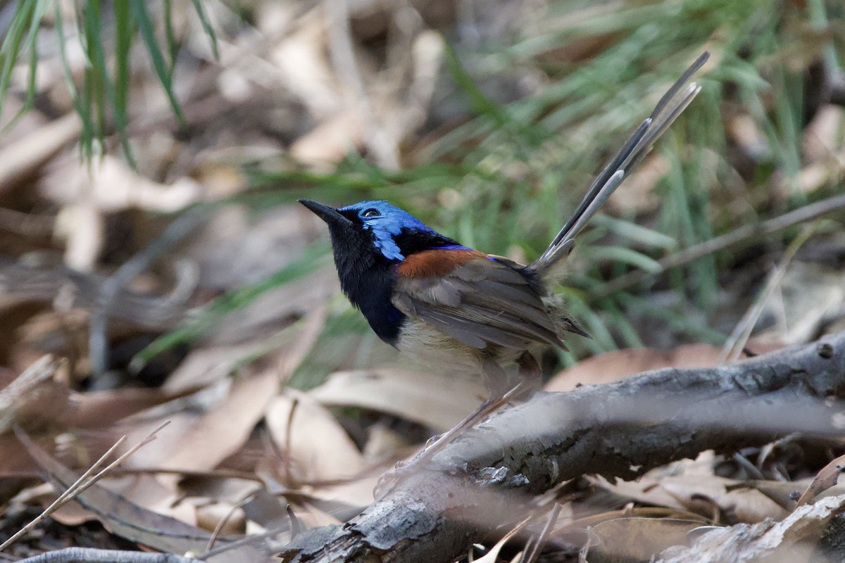 Variegated Fairywren - ML647818003