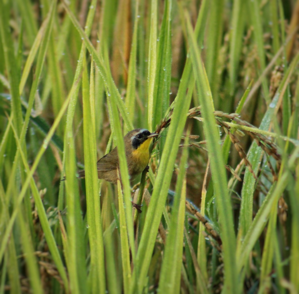 Common Yellowthroat - ML647818110