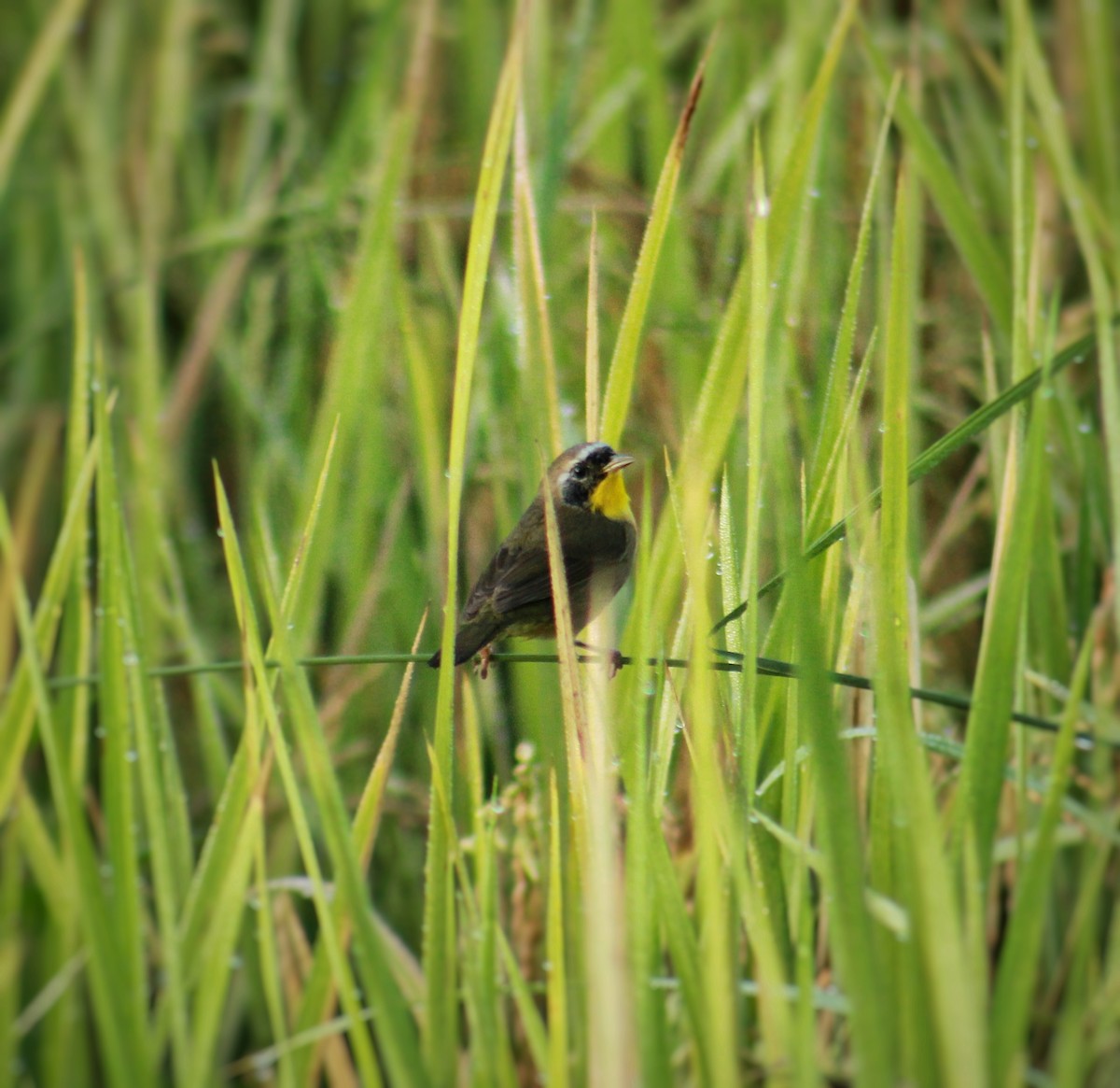 Common Yellowthroat - ML647818111