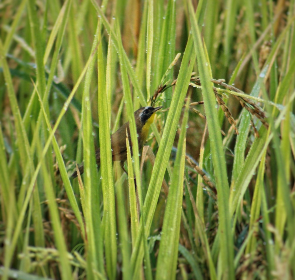 Common Yellowthroat - ML647818112