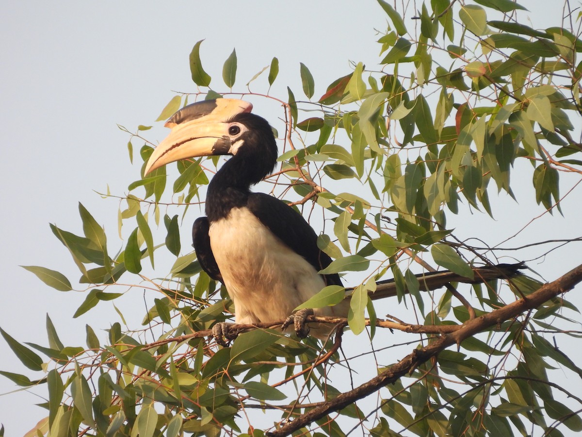 Malabar Pied-Hornbill - ML647818159