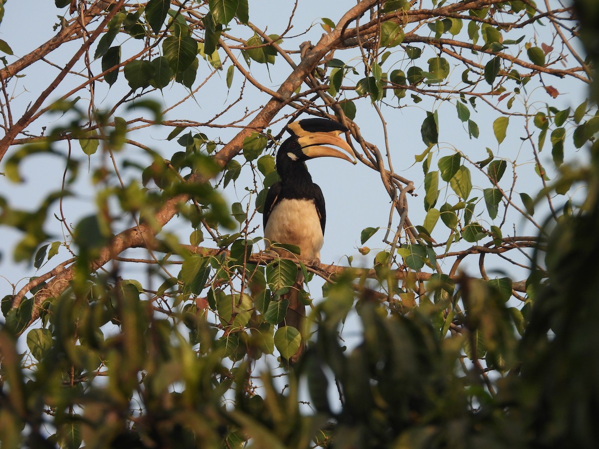 Malabar Pied-Hornbill - ML647818163