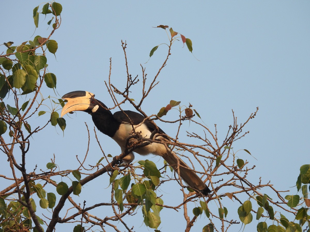 Malabar Pied-Hornbill - ML647818164