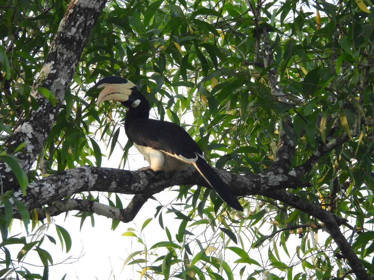 Malabar Pied-Hornbill - ML647818167