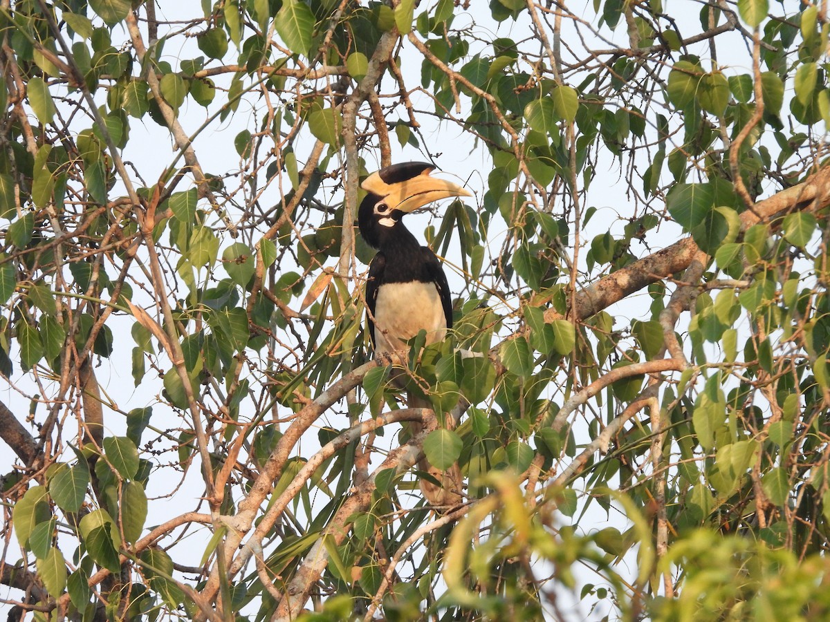Malabar Pied-Hornbill - ML647818168