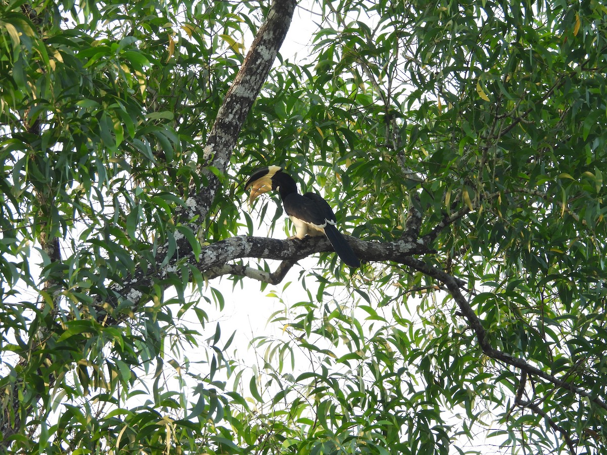 Malabar Pied-Hornbill - ML647818169