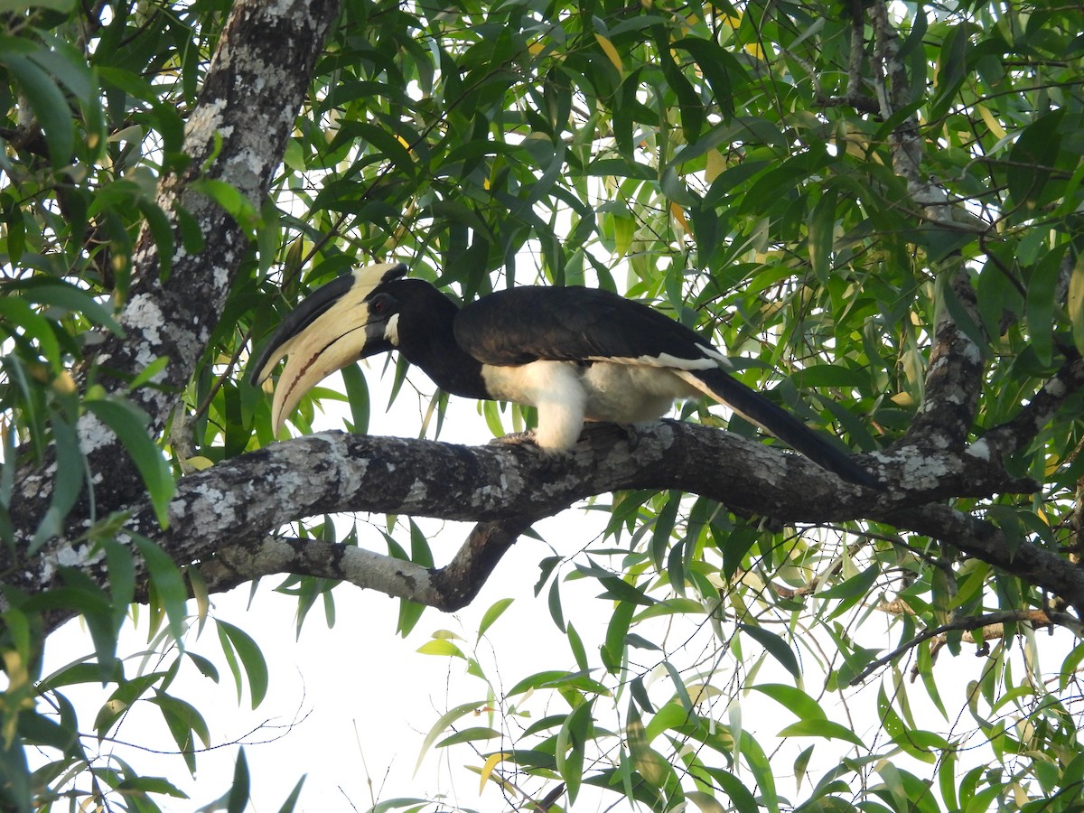 Malabar Pied-Hornbill - ML647818171