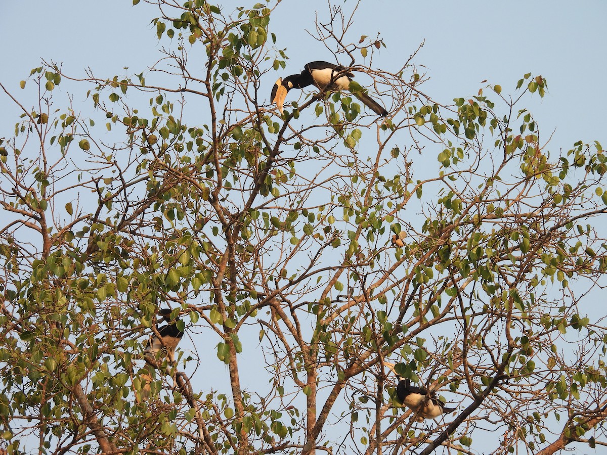 Malabar Pied-Hornbill - ML647818176