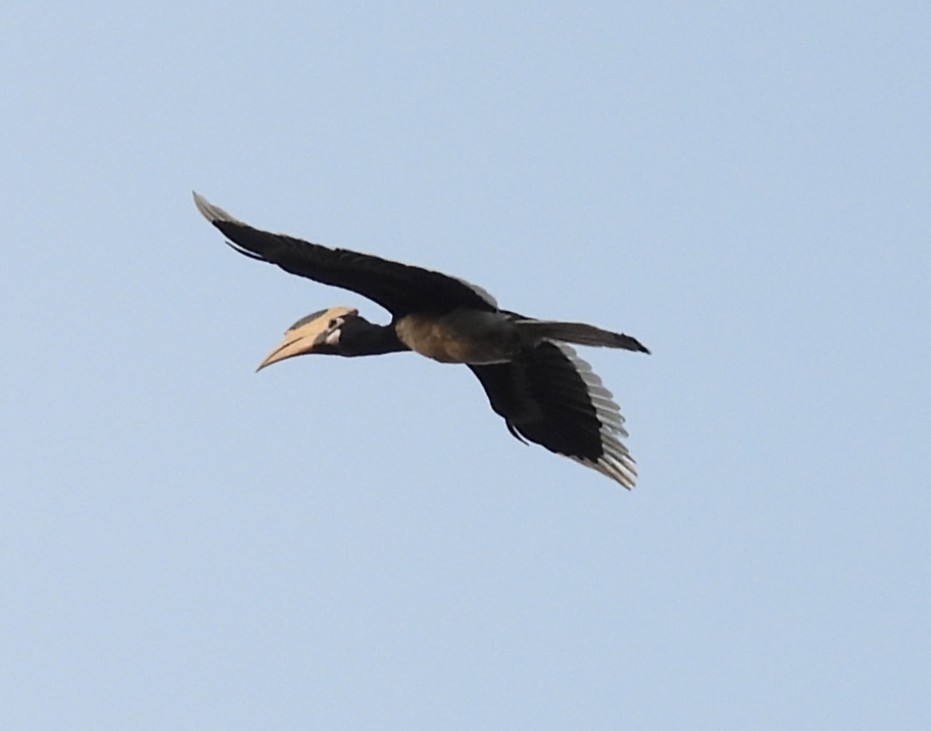 Malabar Pied-Hornbill - ML647818183