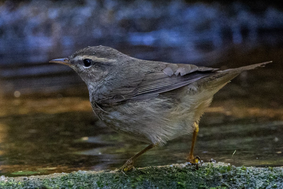 עלווית כהה - ML647818185