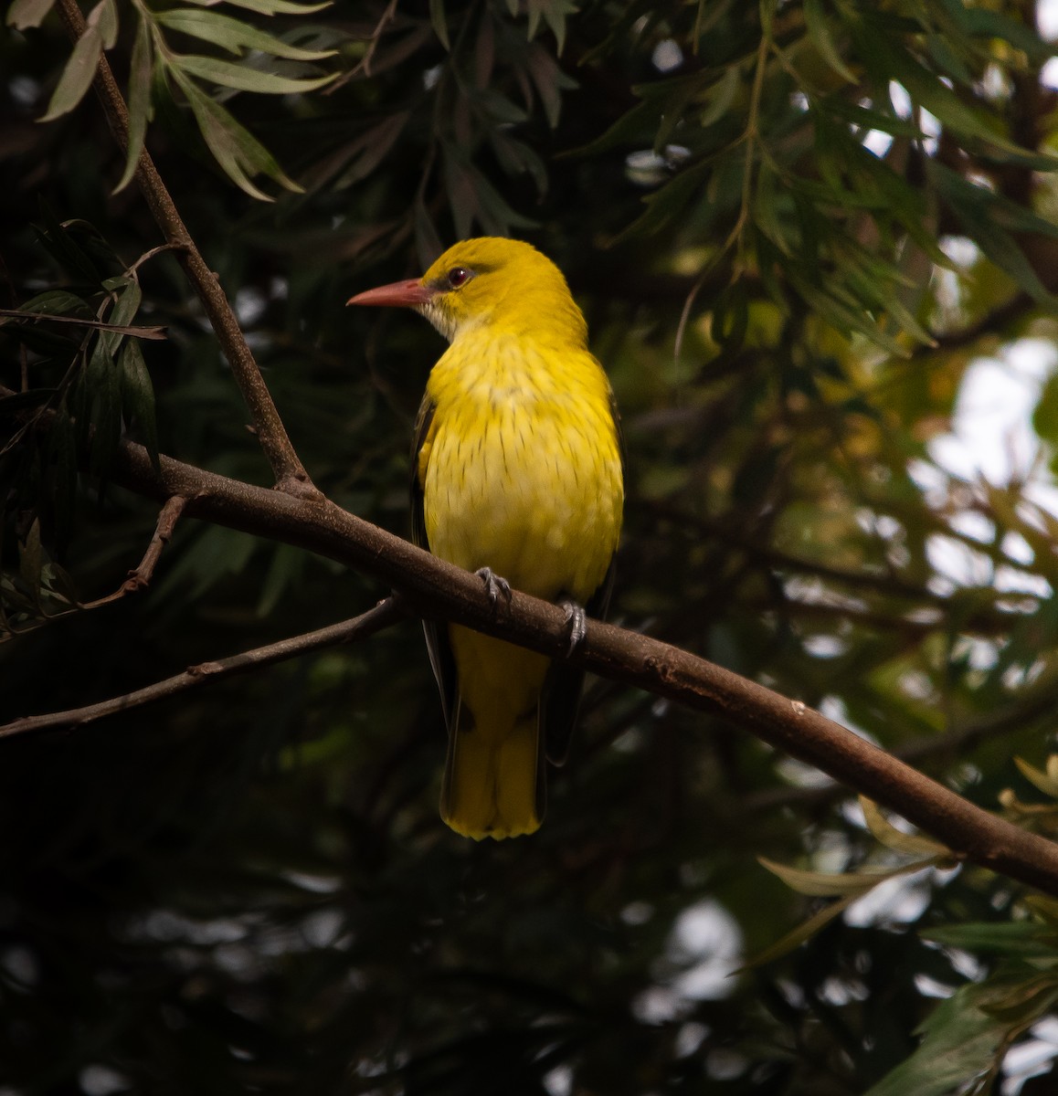 Loriot indien - ML647818186