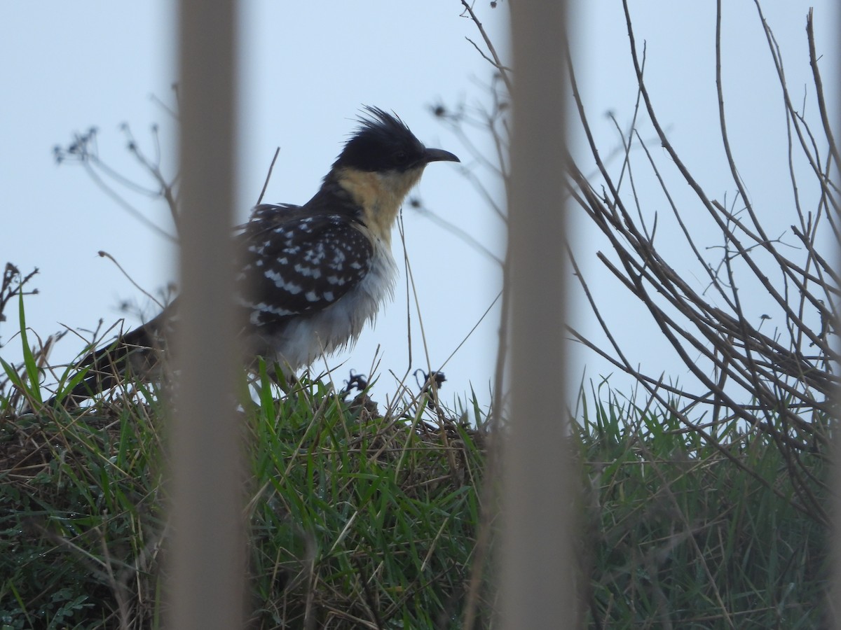 Зозуля чубата - ML647818202