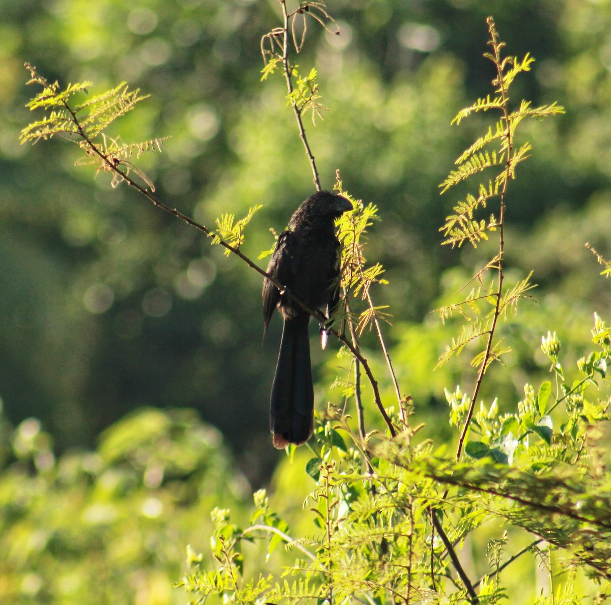 Ані товстодзьобий - ML647818213