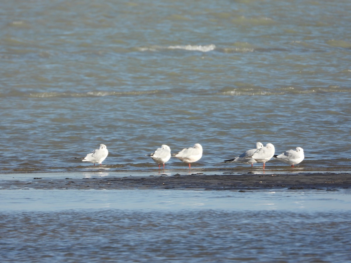 Морской голубок - ML647818227