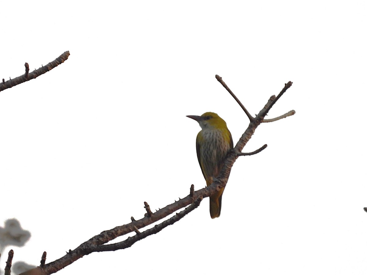 Loriot indien - ML647818353