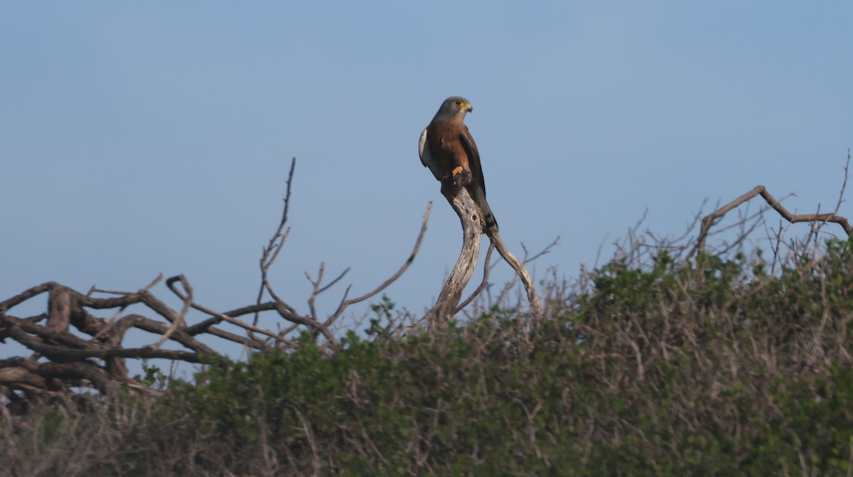 klippefalk - ML647818402