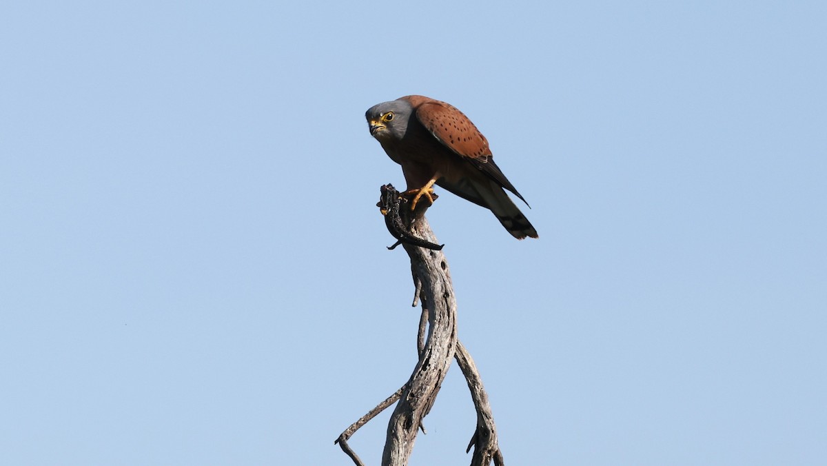 klippefalk - ML647818407