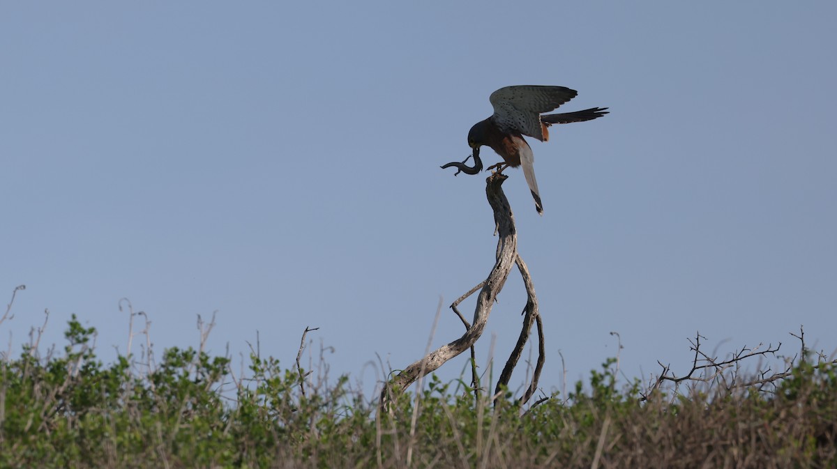 klippefalk - ML647818408