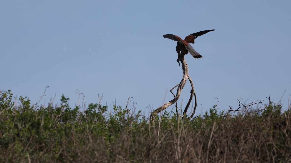 klippefalk - ML647818409