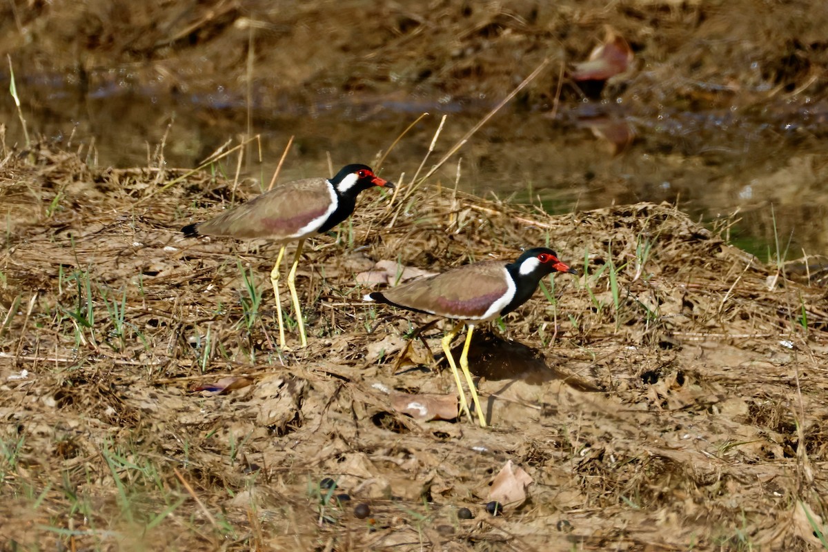 brillevipe - ML647818410