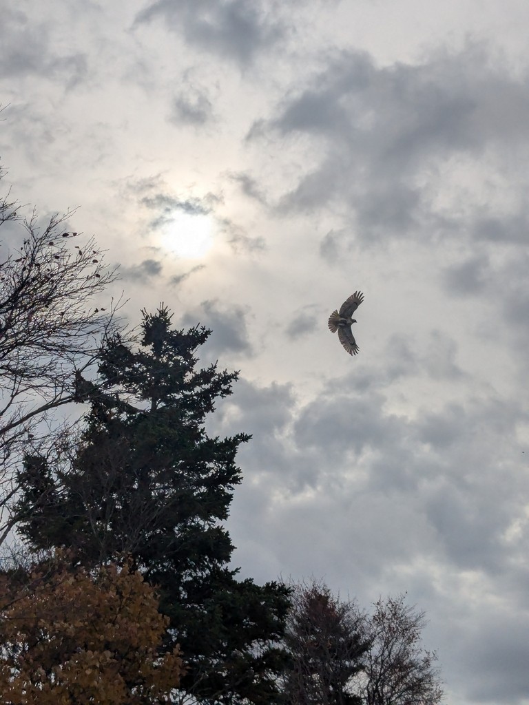 rødstjertvåk - ML647818411