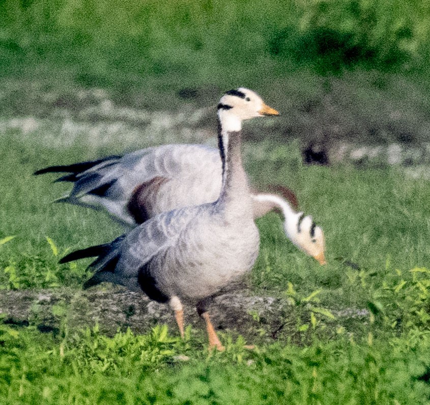 stripegås - ML647818412