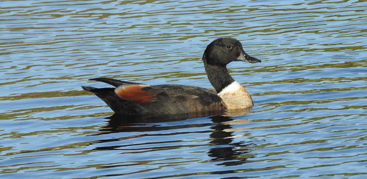 praktrustand - ML647818413