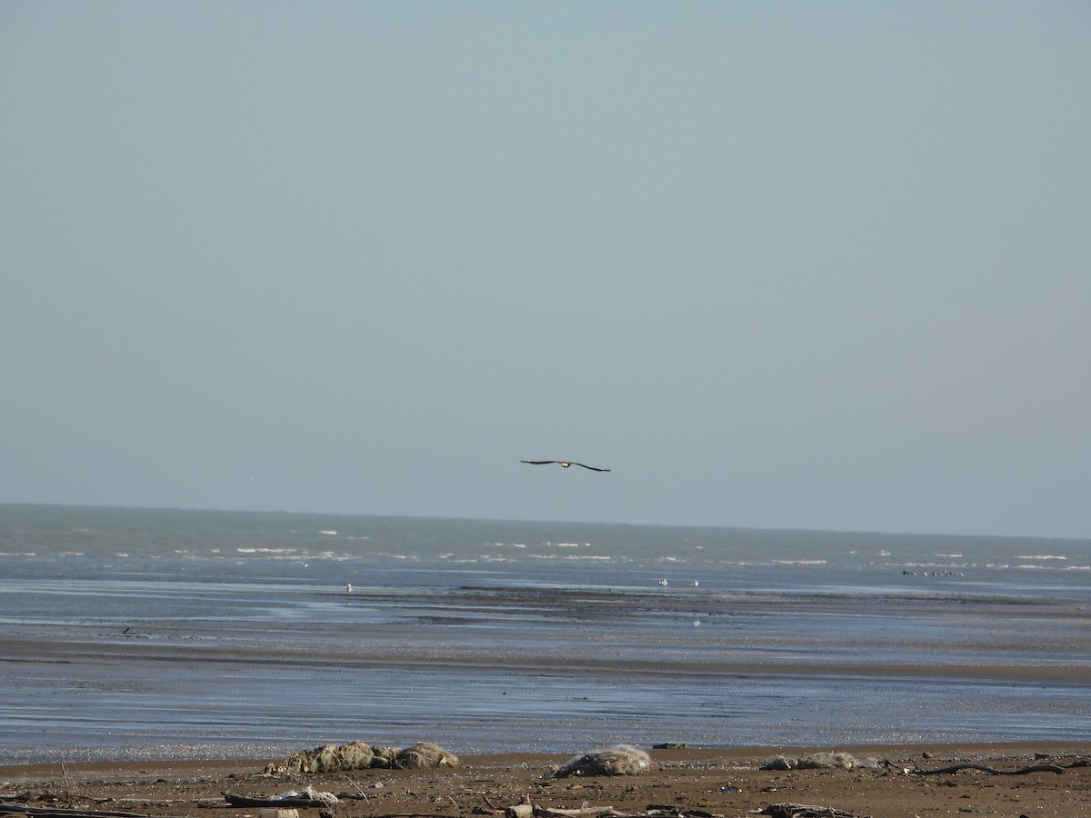 havørn - ML647818415