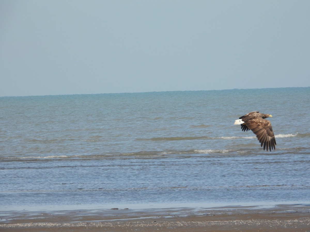 havørn - ML647818416